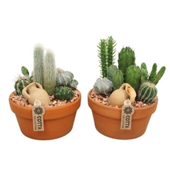 Arr Cactus