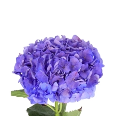 Hydr Magic Amathyst 50cm 23 10Ø
