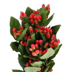 Hyp Coco Diablo 40cm