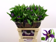 Clematis Amazing Bl Oslo