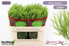 Lepidium Gree Dragon 80cm 35gram