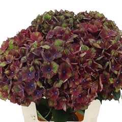 Hydr M Mag Rubyred P 60cm 44 18Ø