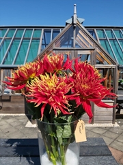 Dahl Garden Fireball 40Ø